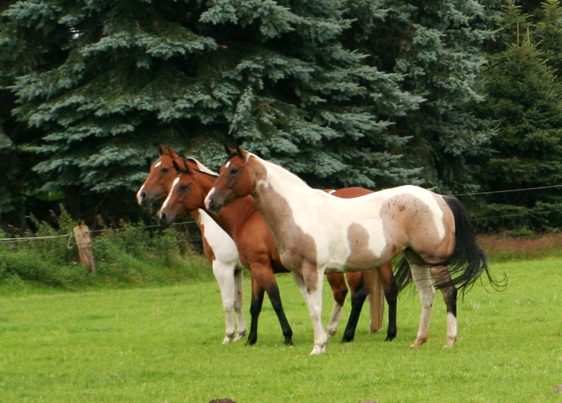 Quarter und Paint Horse