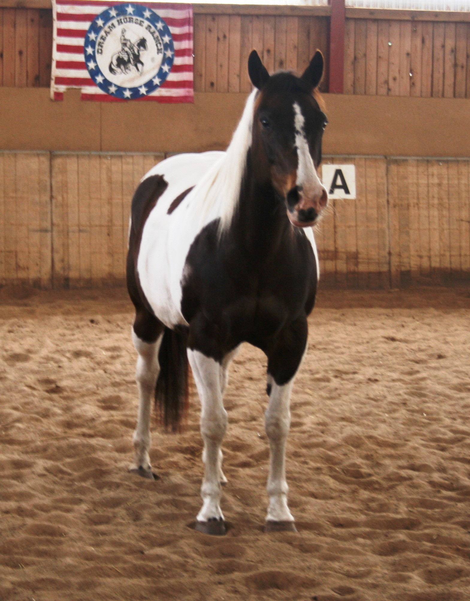 Quarter und Paint Horse