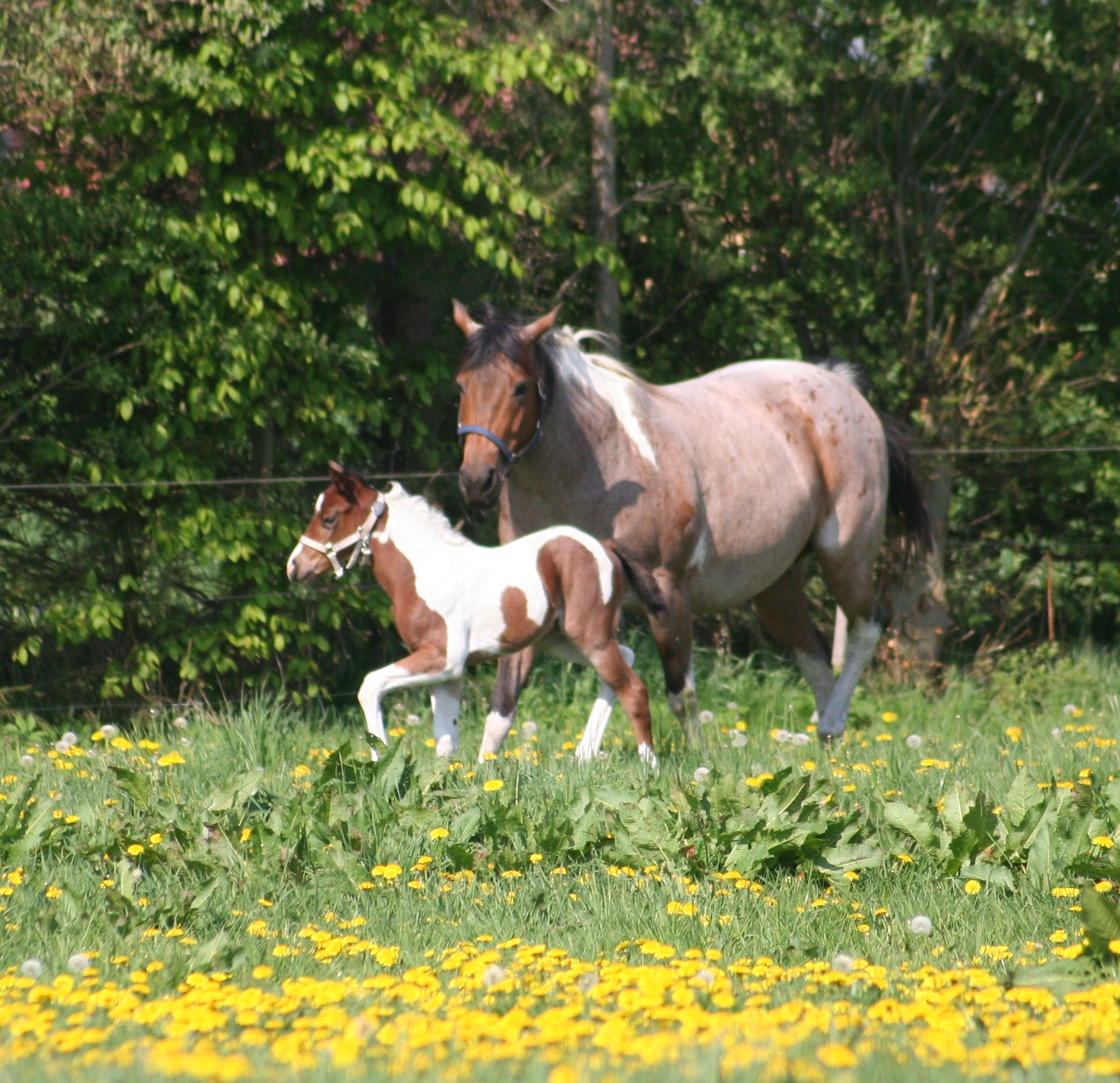 Quarter und Paint Horse
