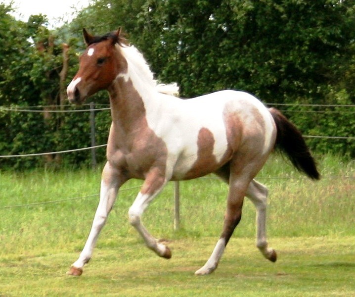Quarter und Paint Horse
